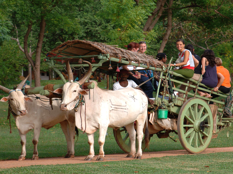 Bull cart Riding 